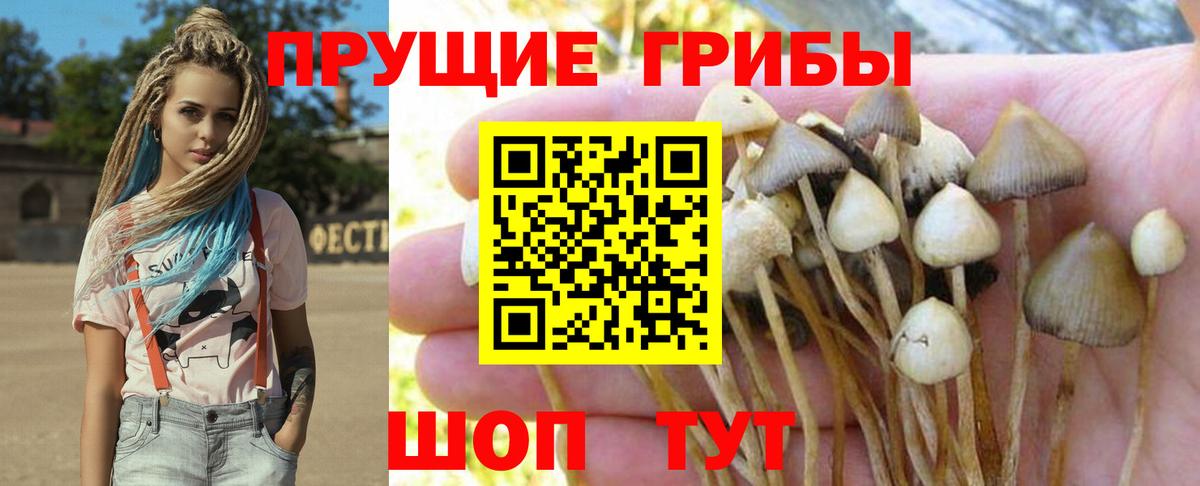 Галлюциногенные грибы Psilocybine cubensis  Псилоцибиновые грибы MAGIC MUSHROOMS  Вход с VPN  Бузулук 